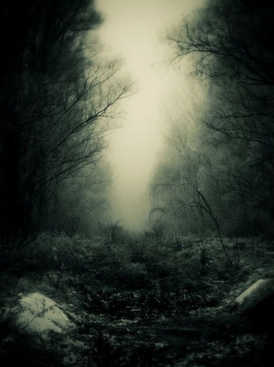 gloomy forest